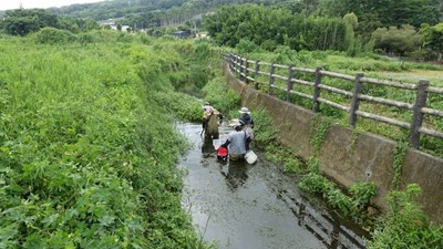 Placing importance on the habitat of Moltrecht's minnow: temporary relocation of Moltrecht's minnows