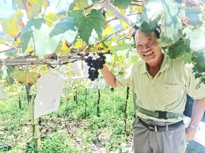 農民辛勤種植白毛台葡萄