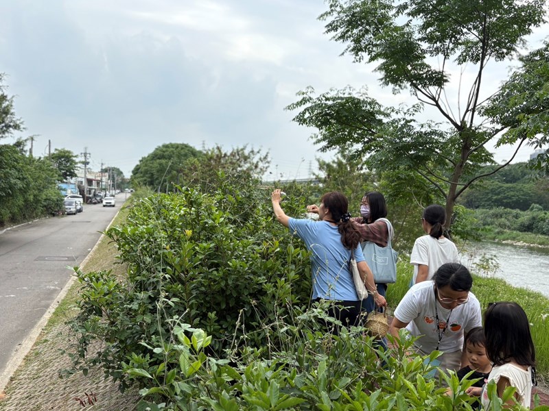 活動更結合筏子溪在地生態特色-帶領民眾認識沿岸常見植物