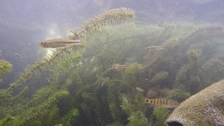 完工後，水下拍攝台灣白魚