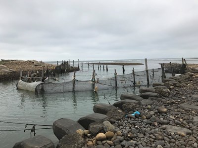 鰻魚苗季節到-台中市政府宣導漁民須合法捕撈